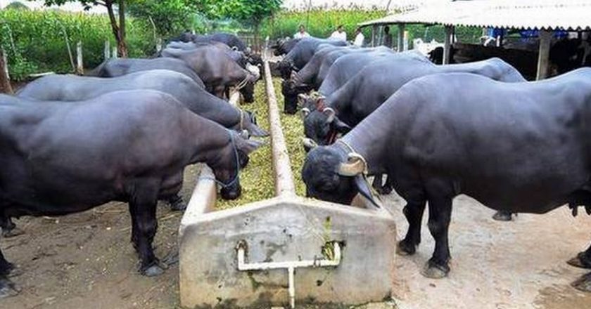 Pakistan successfully experience of transferring buffalo embryos