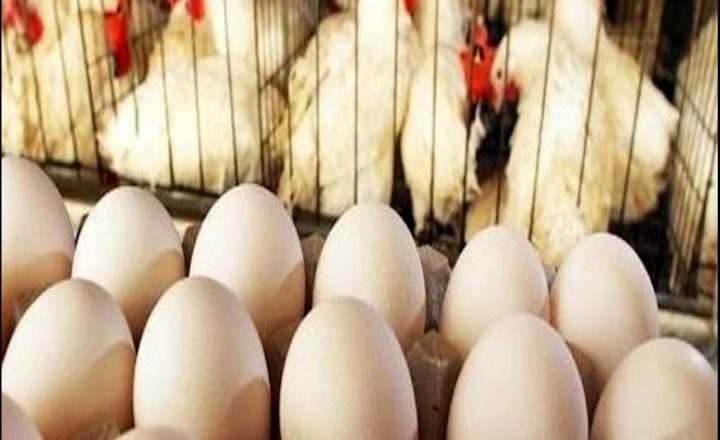 First shipment of Chinese white broiler eggs arrives in Pakistan, boosting agricultural trade ties