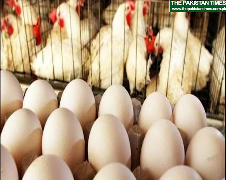 The debut shipment of Chinese local white oven eggs has been effectively sent out to Pakistan by means of a departure from Guangzhou Baiyun Air terminal denoting a huge improvement in the farming exchange relations between the two nations. In the freight hold of the plane stood a transfer of unique "visitors" - 172,800 "Guangming No. 2" White Padded Oven eggs from China. The shipment, all locally reproduced by Foshan Gaoming Area Xinguang Horticulture and Creature Cultivation Co. Ltd. furthermore, Beijing Foundation of Creature Science (IAS) of Chinese Institute of Farming Sciences (CAAS), denoting whenever China first has sent out its type of poultry to Pakistan. This result of white cushioned barbecue replicating eggs to Pakistan is no joking matter for us. More Chinese rearing eggs will travel to another country, not exclusively to Pakistan, yet additionally to the globe," Liu Dawei, representative head supervisor of Xinguang, and individual accountable for White Plume Grill project, said in fervor. The China Monetary Net found that the "Guangming No. 2" White Quill Oven weighed more than 3kg at 42 days old enough and had a feed-to-weight proportion of 1.32-1.5:1. More than that, they enjoyed critical benefits, for example, fast development and high endurance rate. The 172,800 incubating eggs traded to Pakistan could give in excess of 50,000 arrangements of "Guangming No. 2" parent grills following 21 days of brooding. In a little while, they could give in excess of 7 million business grills, that is to say, in excess of 21,000 tons of chicken. Throughout recent many years, by far most of white-padded oven raisers on the planet have been cornered by evolved nations in Europe and the US, and China's reliance on unfamiliar white-padded grill reproducers once came to 100 percent. Toward the finish of 2021, three assortments including "Guangming No. 2" had passed the survey, hence homegrown white-padded oven reproducers were autonomously developed in China. Today, Pakistan faces the very problem that China once confronted. Estimations showed that there are just around six associations that import all of grandparent stock or GPs in the country. GPs are the birds that produce the parent stock which, thusly, produce ovens for mass utilization. Presently, China-Pakistan rearing poultry trade collaboration has ventured out, which will establish a strong starting point for the two nations to mutually advance the imaginative improvement of the worldwide oven reproducing industry The Pakistan Times PakistanTimes 