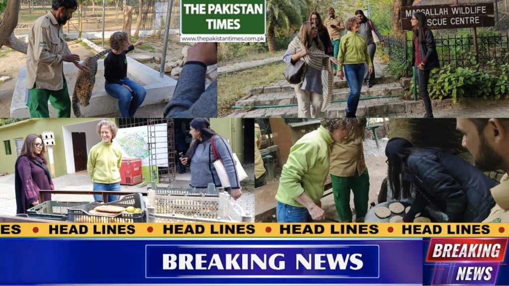 https://thepakistantimes.com.pk/canadian-high-commissioner-to-pakistan-leslie-scanlon-visits-iwmbs-rescue-and-rehabilitation-center/ ISLAMABAD WILDLIFE MANAGEMENT BOARD Press Release November 28, 2024 *Canadian High Commissioner to Pakistan, Leslie Scanlon, Visits IWMB's Rescue and Rehabilitation Center* Islamabad, Pakistan – Today, Canadian High Commissioner Leslie Scanlon visited the Islamabad Wildlife Management Board's (IWMB) Rescue and Rehabilitation Center. IWMB's Chairperson Rina Saeed briefed the Ambassador on the center's operations, showcasing the care and rehabilitation of rescued animals. During her visit, High Commissioner Scanlon witnessed the rehabilitation of a leopard cub named Nilo and eleven rescued black bears. She participated in cooking bread for the bears and observed the feeding process. The Ambassador also visited the clinic for rescued animals and learned about the rescue efforts for black bears from across the country. The Chairperson briefed High Commissioner Scanlon on IWMB's recent success in releasing a female leopard in Azad Jammu and Kashmir (AJK). The Ambassador was also informed about the projects of Margalla Rescue Center and Margalla View Point. High Commissioner Scanlon applauded IWMB's rescue efforts and contribution towards wildlife protection, emphasizing their importance in conserving Margalla Hills National Park (MHNP). The Pakistan Times